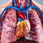 Harga Hati Manusia Fakta, Etika, dan Realitas di Balik Angka yang Sering Disalahpahami