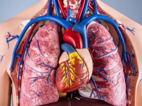 Harga Hati Manusia Fakta, Etika, dan Realitas di Balik Angka yang Sering Disalahpahami