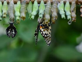 Metamorfosis Kupu Kupu Proses Alami yang Menakjubkan dan Sarat Makna Kehidupan