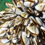 Teritip Fakta Lengkap, Peran Ekologi, dan Dampaknya bagi Kehidupan Manusia