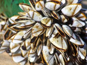 Teritip Fakta Lengkap, Peran Ekologi, dan Dampaknya bagi Kehidupan Manusia