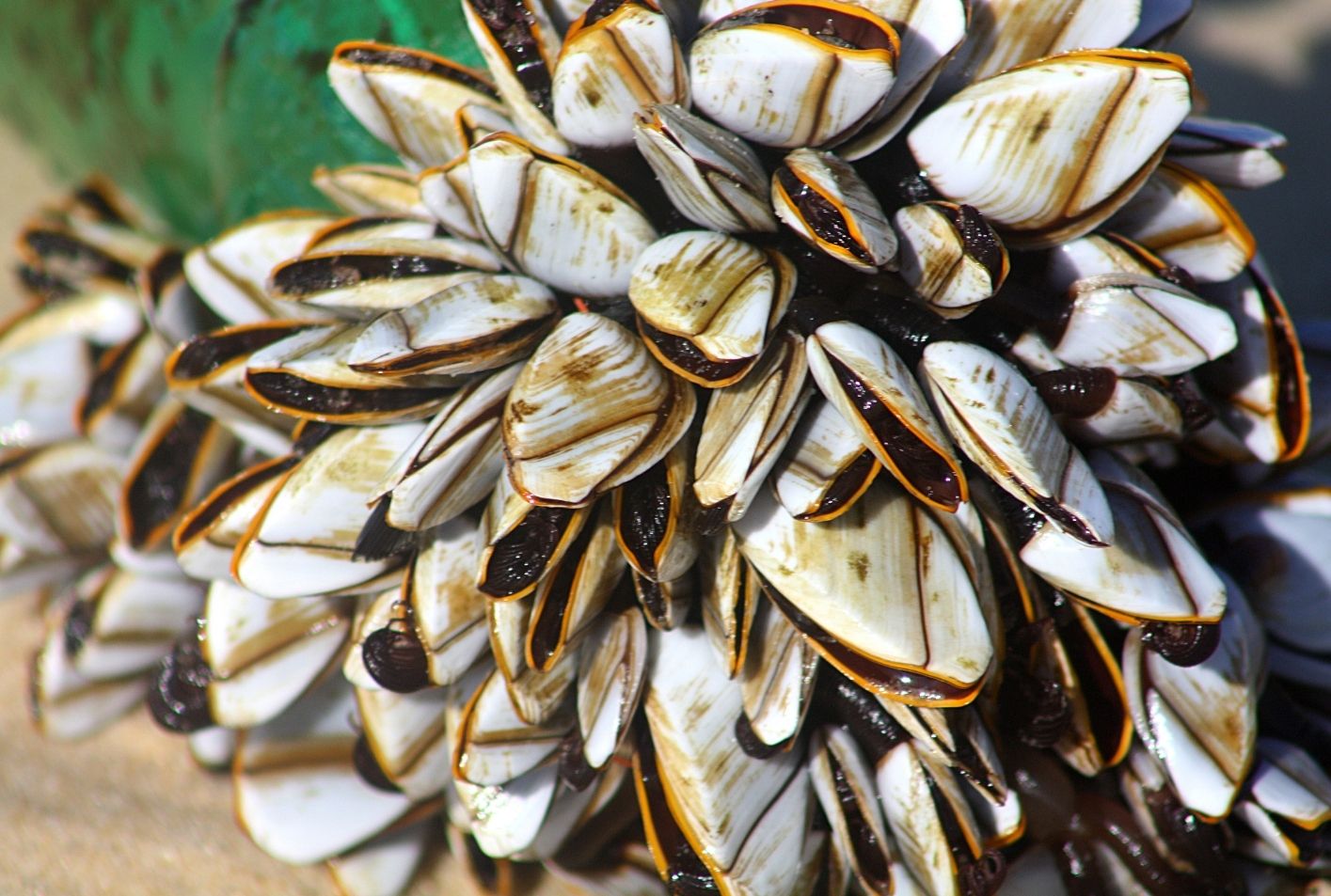 Teritip Fakta Lengkap, Peran Ekologi, dan Dampaknya bagi Kehidupan Manusia