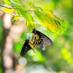 Mengapa Makhluk Hidup Berkembang Biak Tujuan dan Alasan Pentingnya