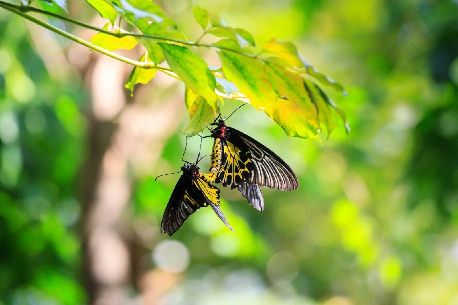 Mengapa Makhluk Hidup Berkembang Biak Tujuan dan Alasan Pentingnya