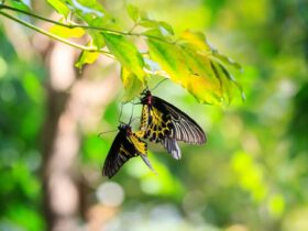 Mengapa Makhluk Hidup Berkembang Biak Tujuan dan Alasan Pentingnya