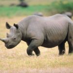 Mengenal Badak Putih Utara Spesies Rhino Langka di Ambang Kepunahan
