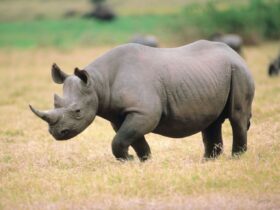 Mengenal Badak Putih Utara Spesies Rhino Langka di Ambang Kepunahan