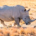 Badak Putih Utara: Fakta, Ancaman Kepunahan, dan Upaya Penyelamatan yang Tersisa