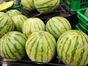 Harga Semangka 1 Kg di Indonesia: Update Terbaru dan Faktor yang Mempengaruhinya