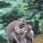 Contoh Hewan Vivipar dan Penjelasannya yang Mudah Dipahami