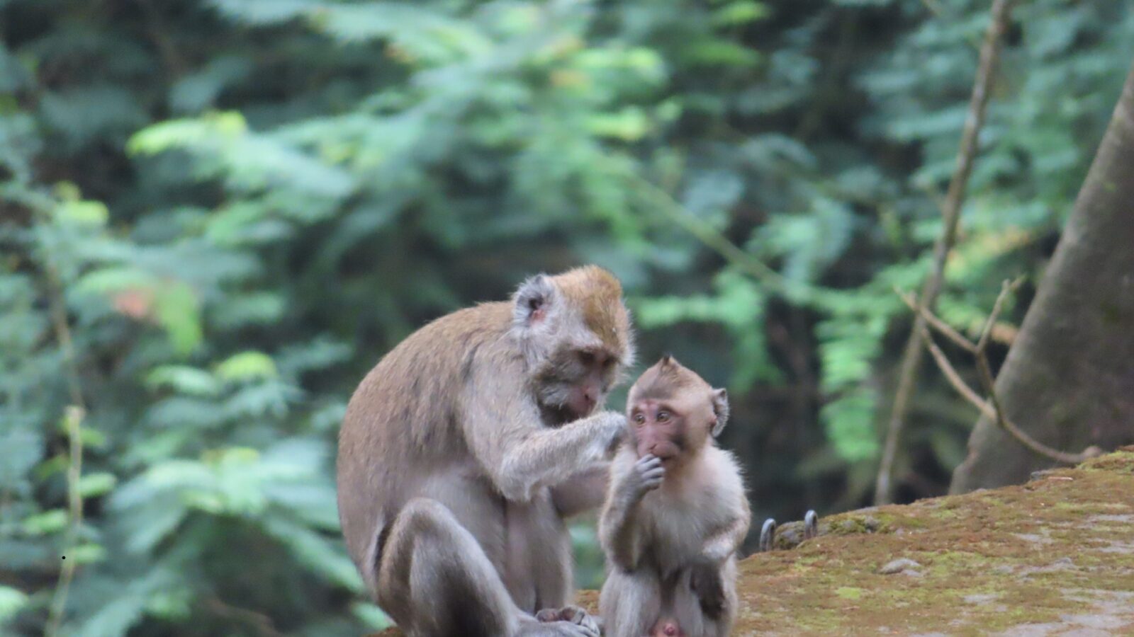 Contoh Hewan Vivipar dan Penjelasannya yang Mudah Dipahami
