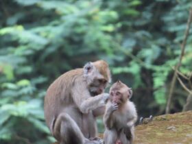 Contoh Hewan Vivipar dan Penjelasannya yang Mudah Dipahami