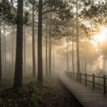 Wisata Blora dan Hutan Pinus Terbaik untuk Liburan Akhir Pekan